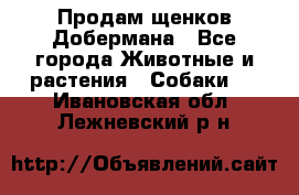 Продам щенков Добермана - Все города Животные и растения » Собаки   . Ивановская обл.,Лежневский р-н